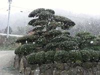 2012年2月18日の津田町の雪の写真