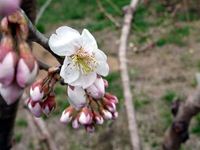 さくらんぼ（暖地桜桃）の花の写真