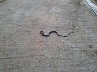 2013年巳年 1月22日に現れた蛇の写真