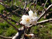 2016年3月12日 香川県さぬき市津田町鶴羽 mitzの家の暖地桜桃開花の写真