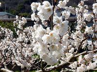 2018年3月17日 香川県さぬき市津田町鶴羽 mitzの家の暖地桜桃満開の写真