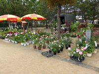 2013年 津田石清水八幡宮 春市の写真①